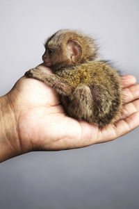 Close-up of hand holding young monkey against white background