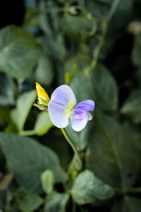 Close-up of purple flowering plant