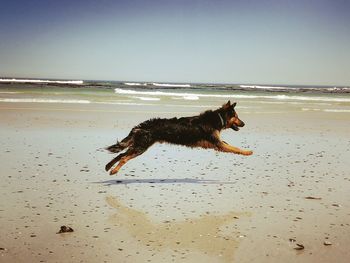 Dog running on beach