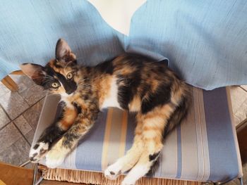 High angle portrait of cat relaxing at home