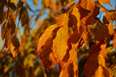 Close-up of yellow flowers during autumn