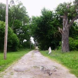 Footpath amidst trees