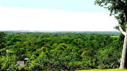 Scenic view of forest against sky