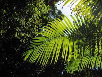 Low angle view of palm tree against sky