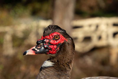 Colorful muscovy duck head