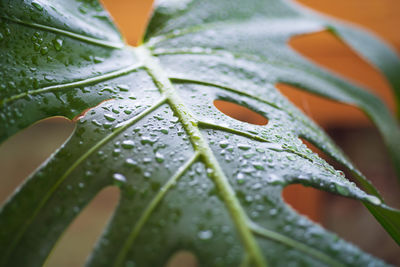 Close-up of leaves