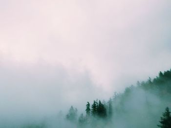 Trees on landscape against sky