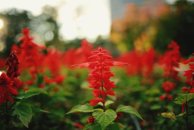 Close-up of red flowering plant