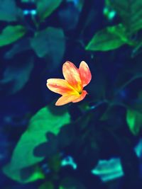Close-up of orange flower blooming outdoors