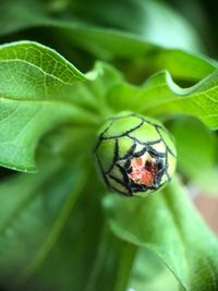 Close-up of insect on leaf