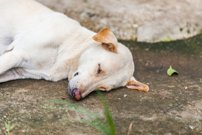 Close-up of a dog sleeping