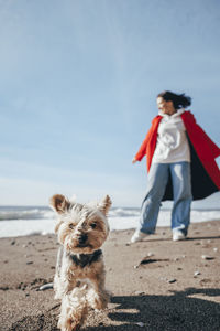 Yorkshire terrier walking with woman in background at beach