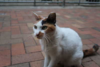 Portrait of cat sitting on footpath