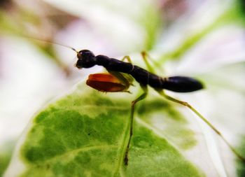 Close-up of insect on leaf