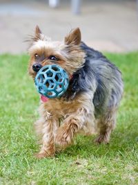 Portrait of dog on field