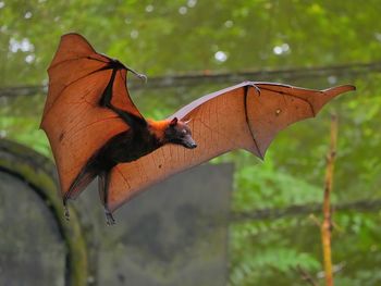 Flying foxes are threatened by over-hunting and deforestation.