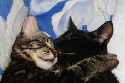 Close-up of sleeping cats