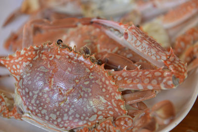 Close-up of crabs in plate