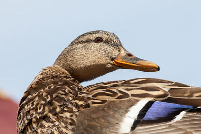 Close-up of a bird against clear sky