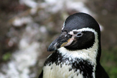 Close-up of bird