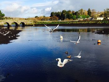 Swans swimming in lake against sky