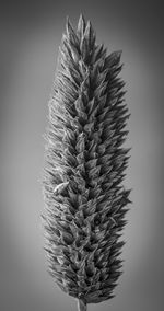 Close-up of plant against white background