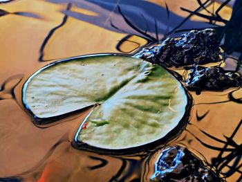 High angle view of drink on table