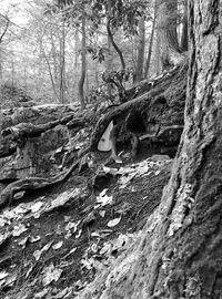 Trees in forest