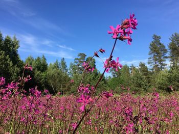 Low angle view of pink flowers blooming against sky