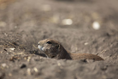 Black-tailed prairie dog on dirt road