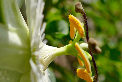 Close-up of yellow flower