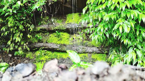 Scenic view of forest