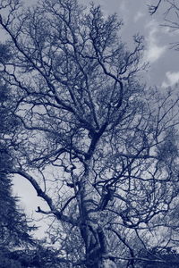 Low angle view of bare trees against sky