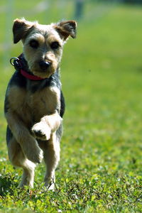 Close-up portrait of dog