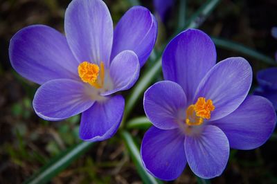 Close-up of purple crocus flowers