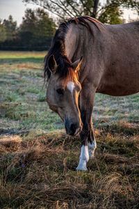 View of a horse on field