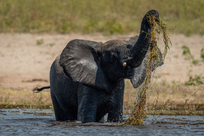 African elephant stands pulling grass from water