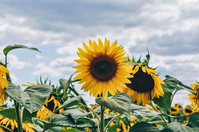 Close-up of sunflower