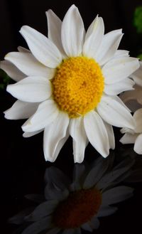 Close-up of white flowers