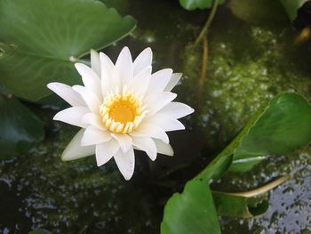 Close-up of white flower blooming outdoors