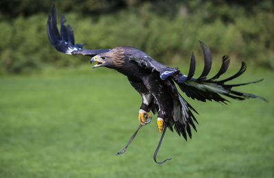 Eagle flying over grass