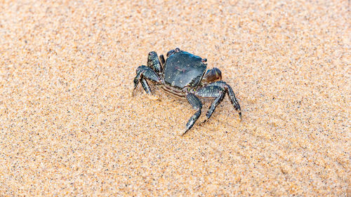 Close-up of crab on sand