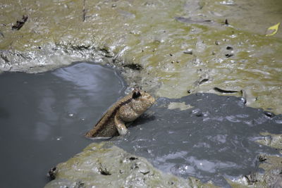 High angle view of fish swimming in lake