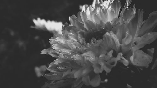 Close-up of white flowering plant