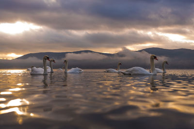 Swans swimming on lake against cloudy sky during sunset