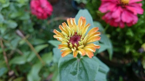 Close-up of sunflower blooming outdoors