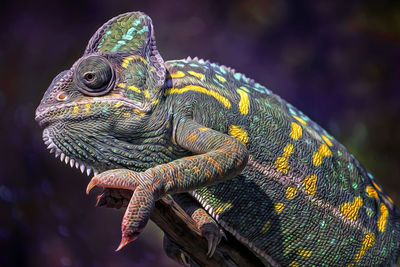 Close-up of a chameleon on branch