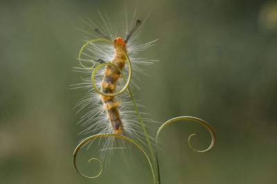 Beautiful pose of caterpillars