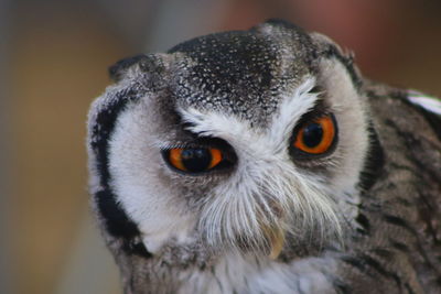 Close-up portrait of owl