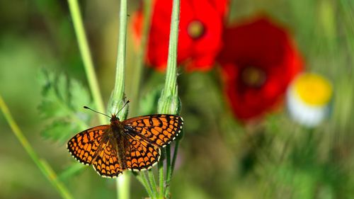 Close-up of butterfly on red flower